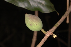 Chionanthus leprocarpus var. courtallensis